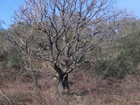anobello-01042012 060